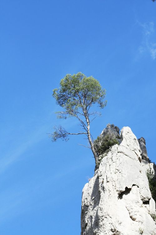 tree creeks marseille