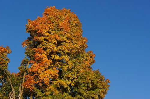 tree autumn fall