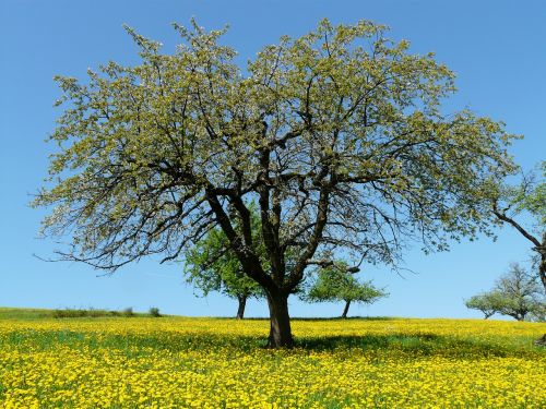 tree meadow nature