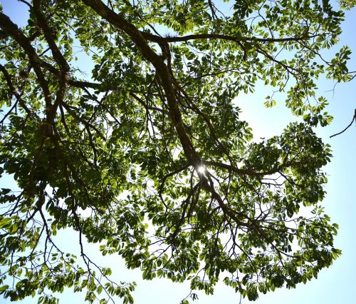 tree leaves twigs