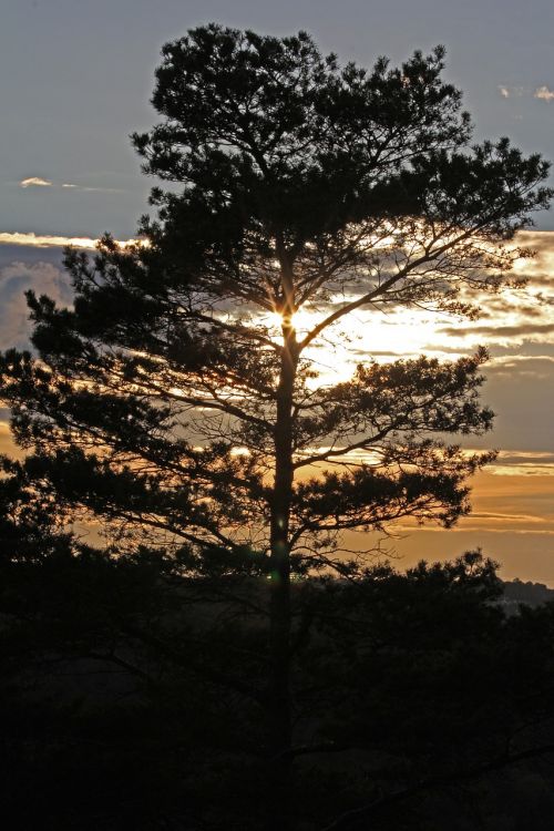 tree pine evening sun