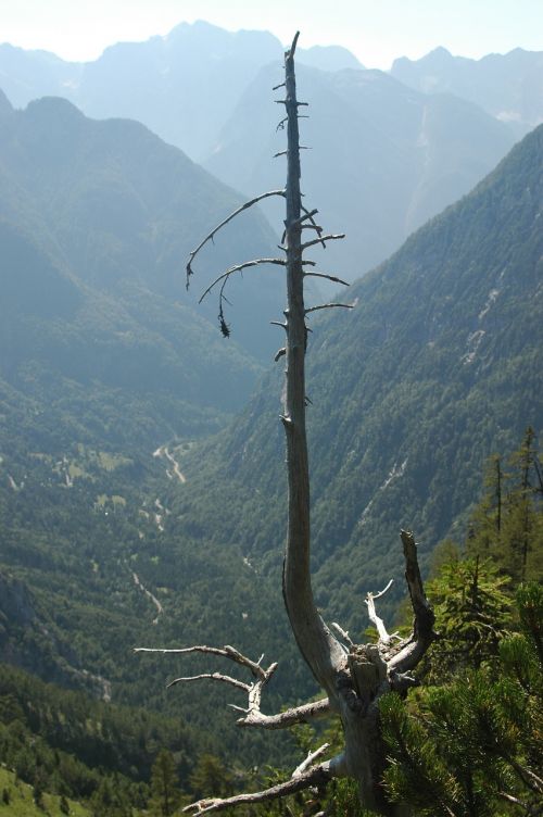 tree dead slovenia