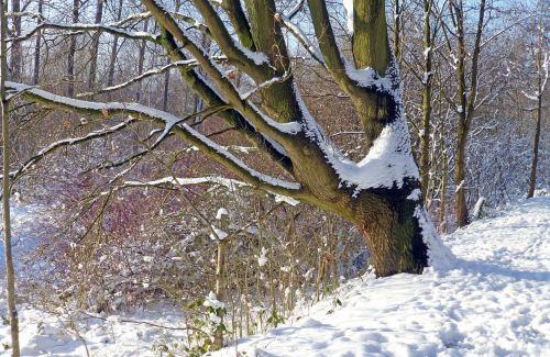 tree winter snow landscape