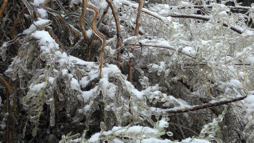 tree snow frozen