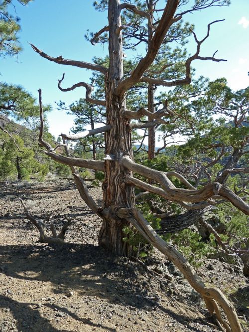 tree dead dry