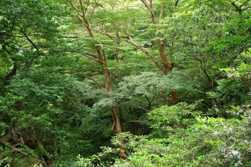 tree green forest