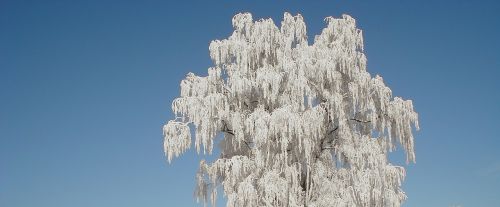tree winter hoarfrost