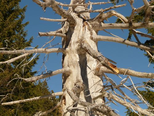 tree log wood