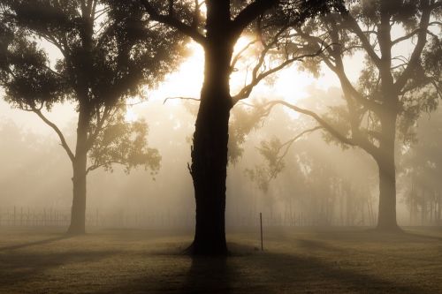 tree landscape fog