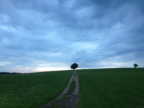 tree freedom sky
