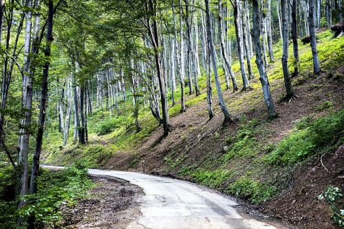 tree nature landscape