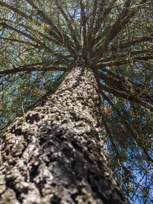 tree high branches