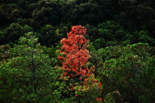 tree trees different