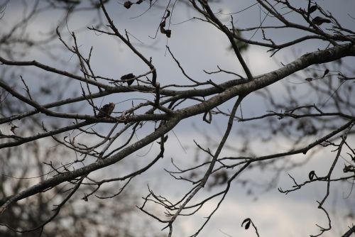 tree branch nature