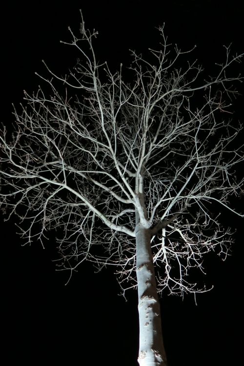 tree night dark