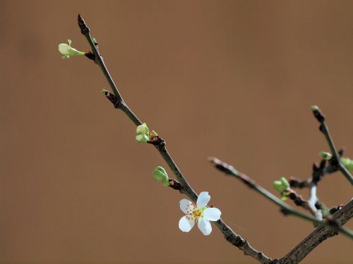 tree spring flowers