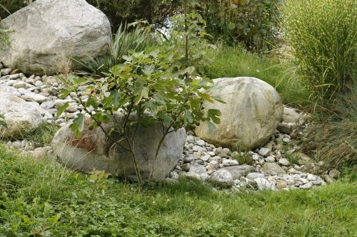 tree stone meadow