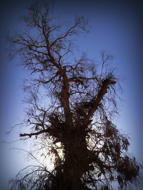 tree branches sky