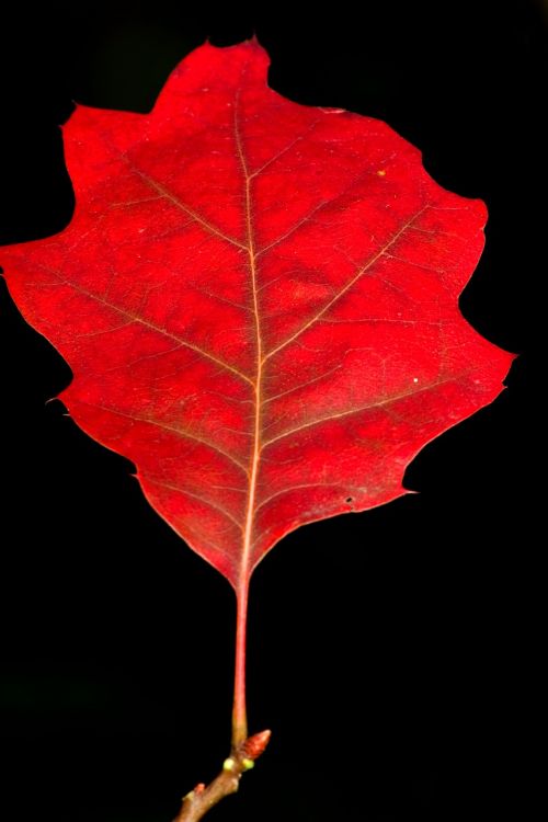 tree leaf maple