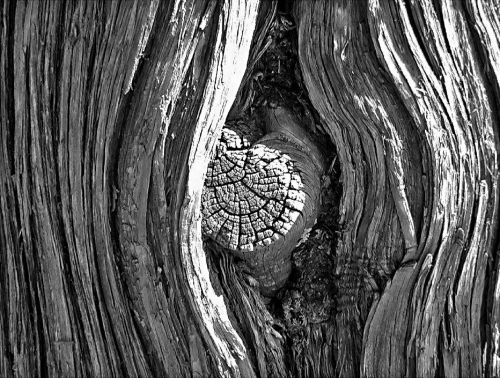 tree wood knot