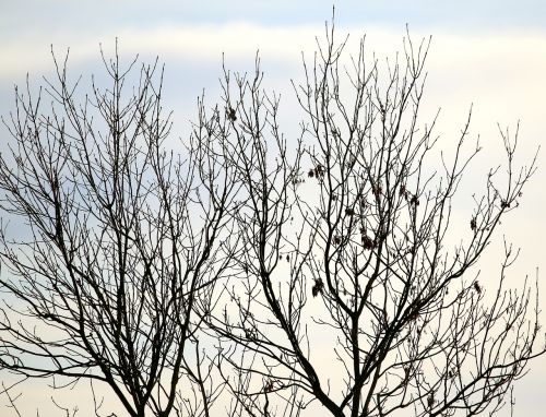 tree apple tree winter