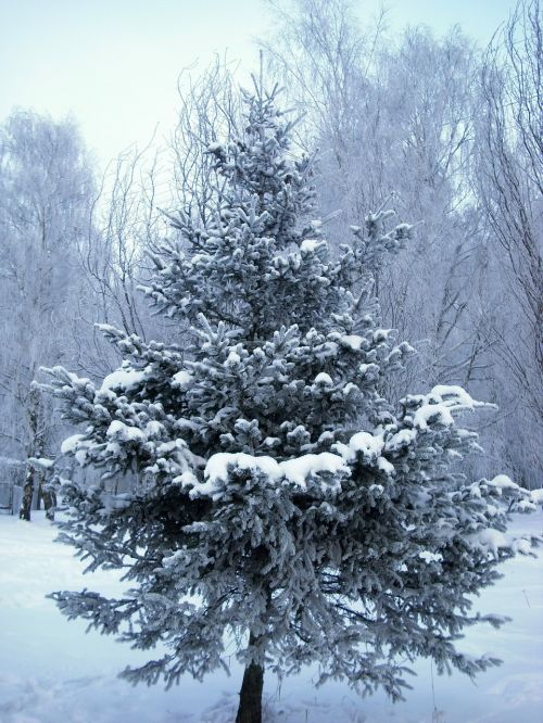 tree christmas tree winter