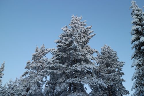 tree frost winter