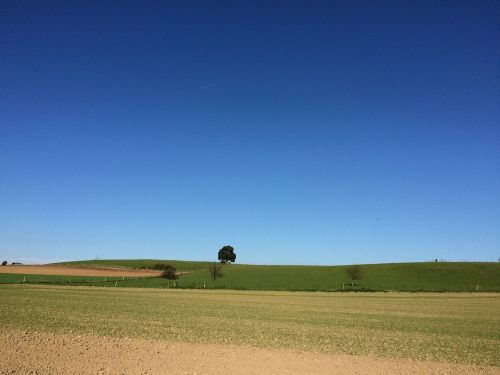 tree field sky