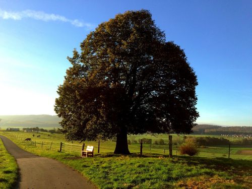 tree bank autumn