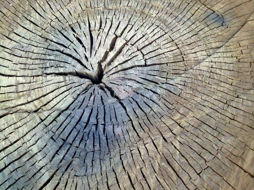 tree trunk wood