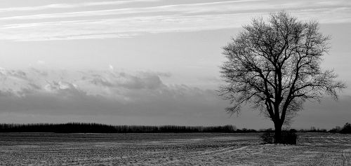 tree solitude field