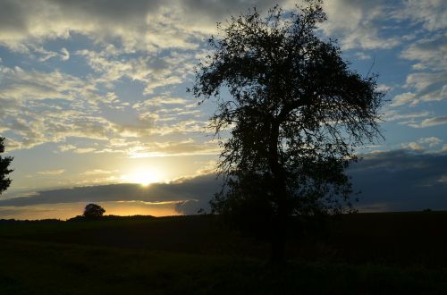 tree sunset silhouette