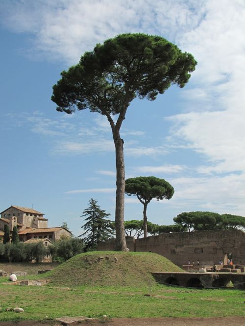 tree rome landscape