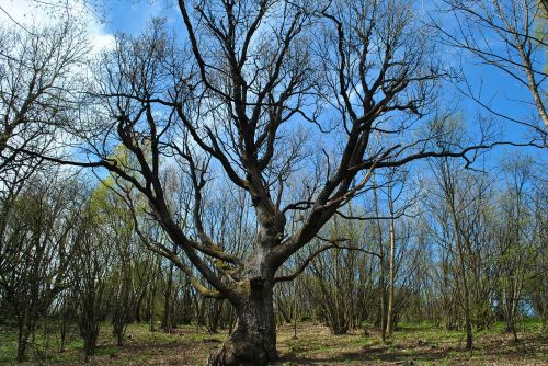 tree country priroda