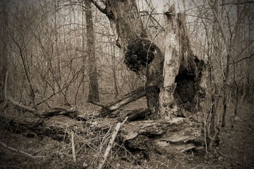 tree rots nature
