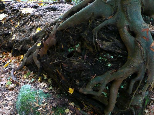 tree roots nature