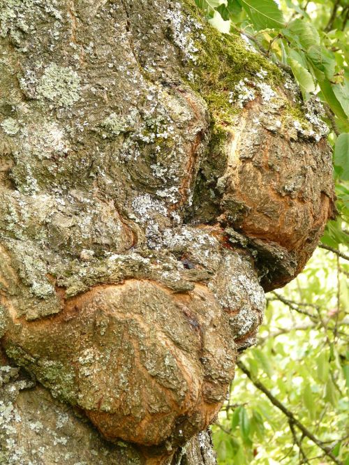 tree disease proliferation