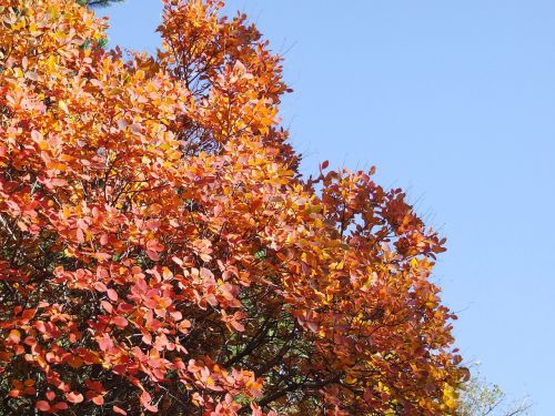 tree fronds autumn