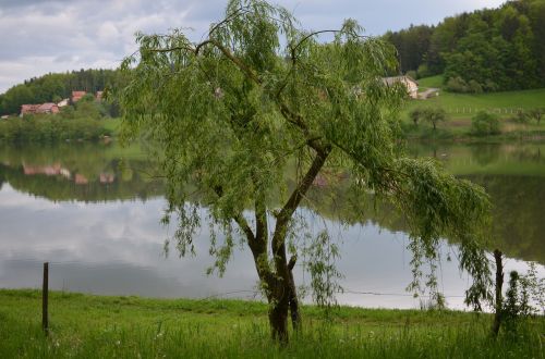 tree lake nature