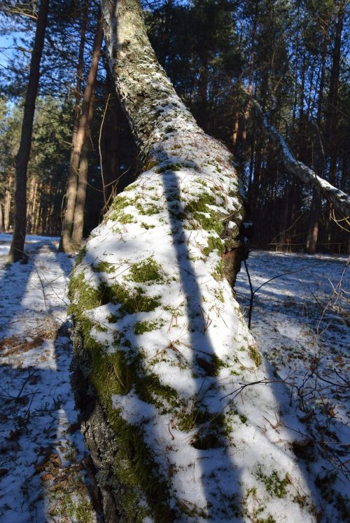 tree tree bough moss