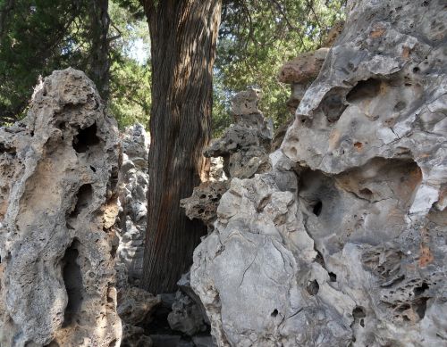 tree stone rock