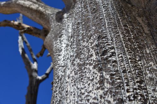 tree bark nature