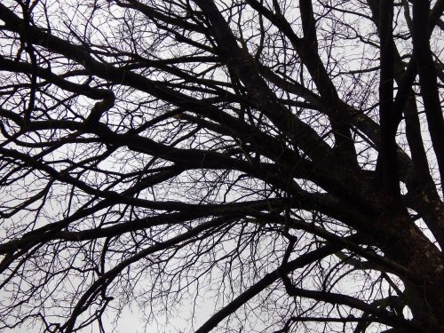tree branches winter