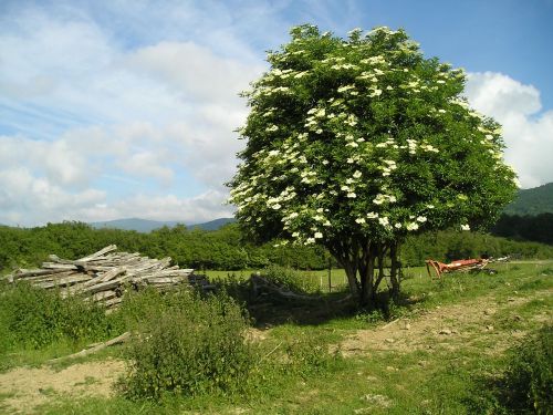 tree nature green