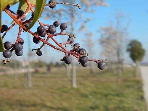 tree fruits trees