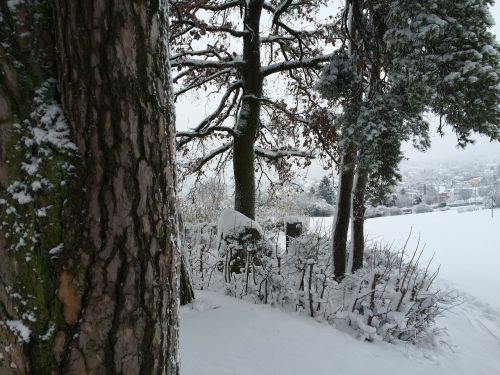 tree bark snow