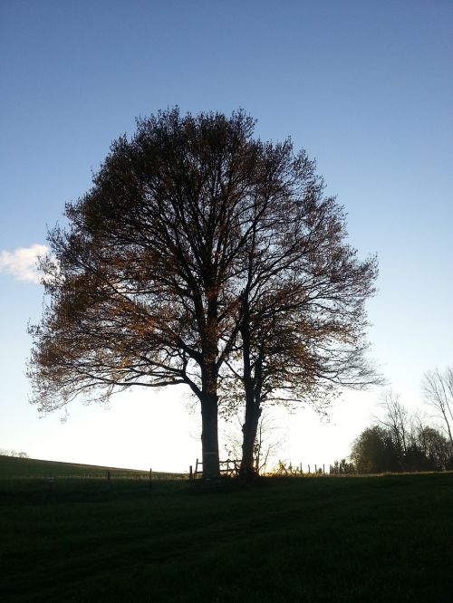 tree sky autumn