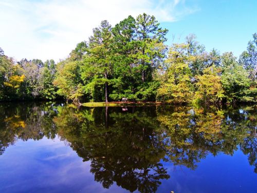 tree lake summer