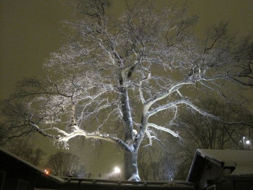 tree light romantic