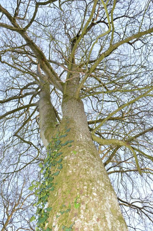 tree bare winter